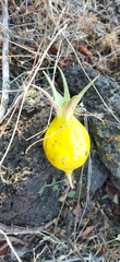 Jarilla caudata
