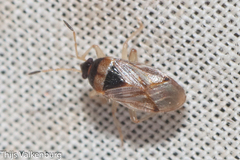 Lasiosomus enervis