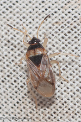 Lasiosomus enervis