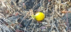 Jarilla caudata