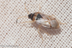 Lasiosomus enervis