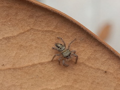 Phidippus mystaceus