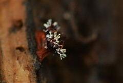 Polycephalomyces tomentosus