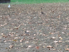 Acridotheres tristis