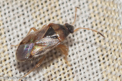 Lasiosomus enervis