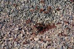 Pogonomyrmex barbatus