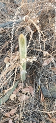 Nyctocereus serpentinus