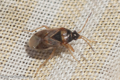 Lasiosomus enervis