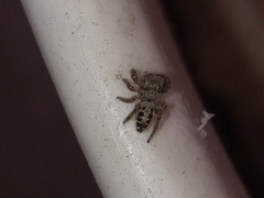 Phidippus mystaceus
