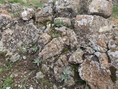 Dudleya abramsii setchellii