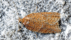 Acleris shepherdana