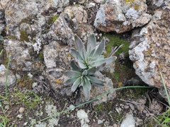 Dudleya abramsii setchellii