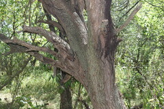 Prosopis nigra