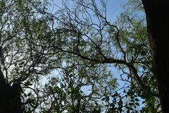 Prosopis nigra