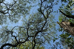 Prosopis nigra
