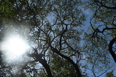 Prosopis nigra