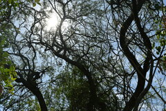 Prosopis nigra