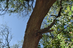 Prosopis nigra