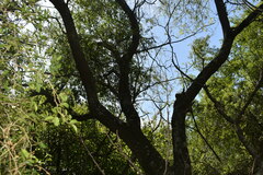 Prosopis nigra