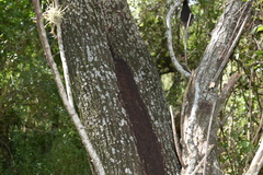 Prosopis nigra
