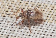 Dieckmanniellus