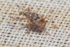 Dieckmanniellus