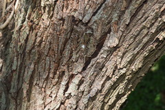 Prosopis nigra