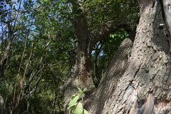 Prosopis nigra