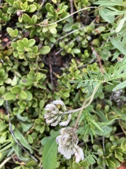 Astragalus australis