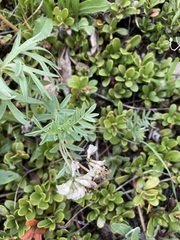 Astragalus australis