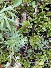 Astragalus australis