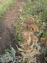 Cirsium hookerianum