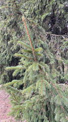 Picea abies