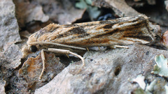 Pelochrista infidana