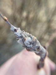 Rabdophaga salicistriticoides