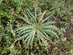 Cirsium hookerianum