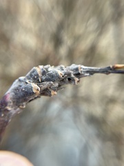 Rabdophaga salicistriticoides