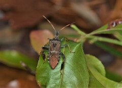 Leptoglossus corculus