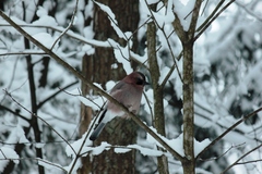 Garrulus glandarius