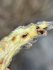 Rabdophaga salicistriticoides