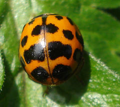 Harmonia axyridis