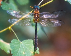 Somatochlora kennedyi