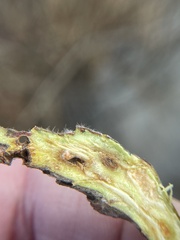 Rabdophaga salicistriticoides