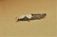 Mompha circumscriptella