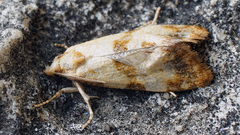 Phalonidia contractana