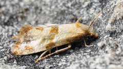 Phalonidia contractana