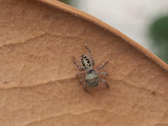 Phidippus mystaceus