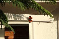 Vanessa vulcania