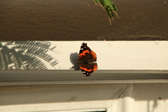 Vanessa vulcania