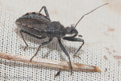 Rhynocoris